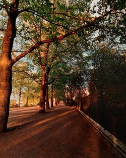 Road amidst trees during autumn