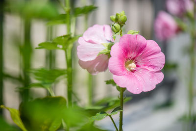 Close-up of pink flowering plant