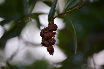 Close-up of leaf on tree