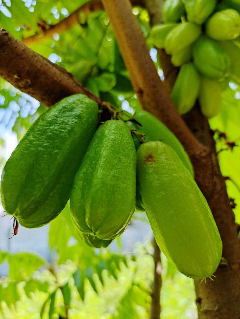 CLOSE-UP OF FRESH GREEN FRUITS ON TREE