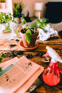 Close-up of potted plant on table