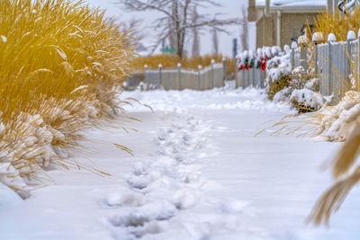 Close-up of frozen plant on snow covered field