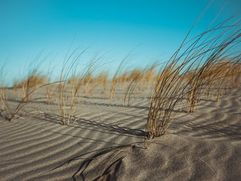 Grass on sand dune against clear sky