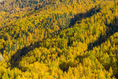 High angle view of yellow flowering trees in forest