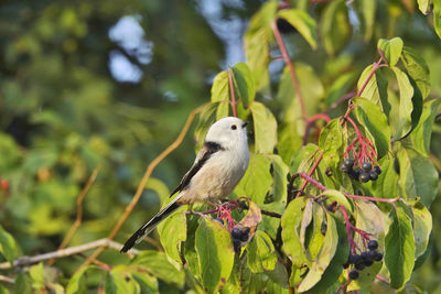 Close-up of long-tailed tit on tree with blue berriesand leaves
