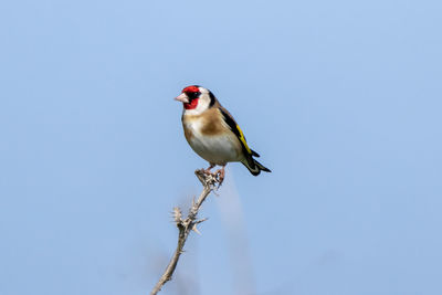 Low angle view of bird perching on branch against blue sky