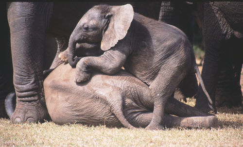 Elephant relaxing outdoors