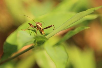 Close-up of insect on leaf