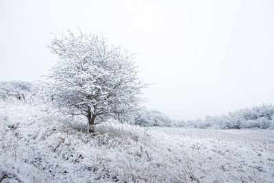 Bare trees on field against clear sky
