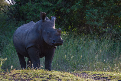 Rhinoceros standing on field