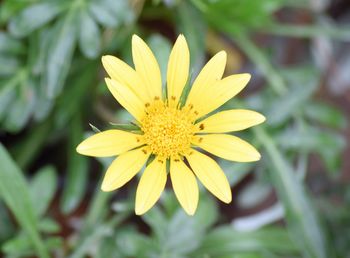 Close-up of yellow flower blooming outdoors