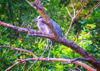 Bird perching on a tree