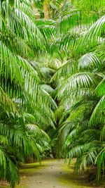 Close-up of palm trees