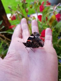 Close-up of human hand holding small