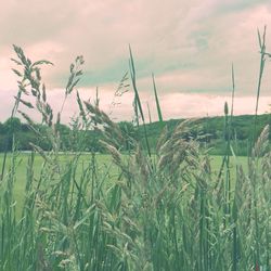 Scenic view of field against cloudy sky