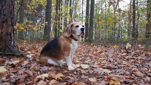 Dog in forest during autumn