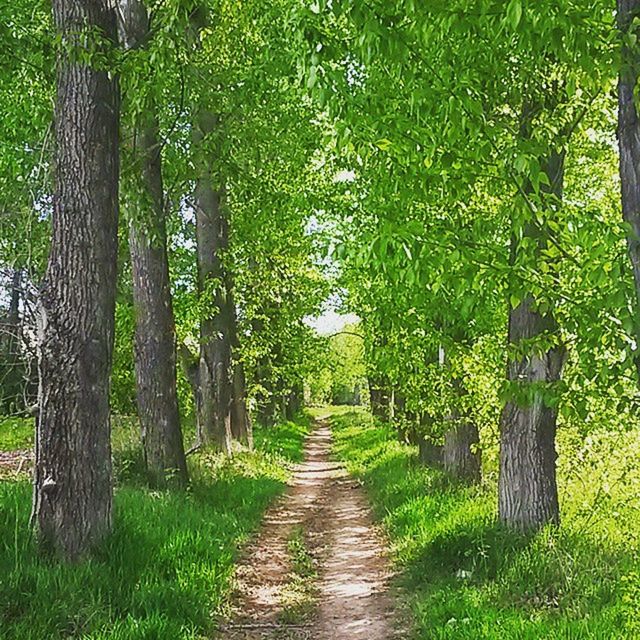 the way forward, tree, diminishing perspective, green color, tranquility, growth, grass, footpath, vanishing point, nature, tranquil scene, pathway, walkway, narrow, treelined, beauty in nature, tree trunk, empty, dirt road, scenics