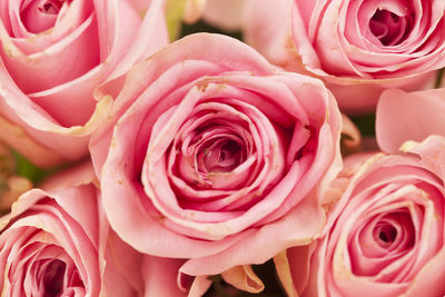 Close-up of pink roses