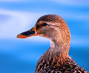 Close-up of a duck against sky