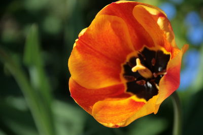 Close-up of orange day lily blooming outdoors