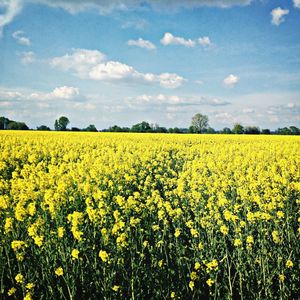 Scenic view of oilseed rape field against sky