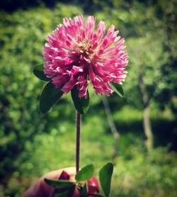 Close-up of pink flower on field