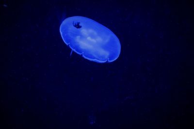 Jellyfish in sea