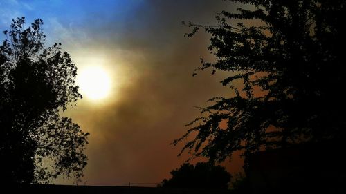 Close-up of silhouette tree against sky at sunset