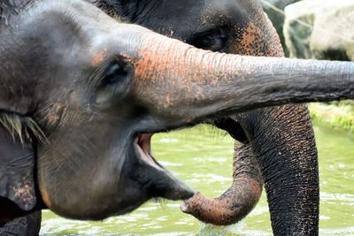 Close-up of elephant in field