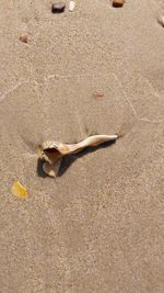 High angle view of crab on beach