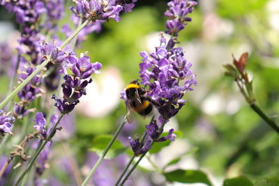 Bee pollinating on purple flowering plant