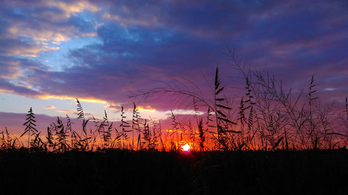 Silhouette trees against dramatic sky during sunset