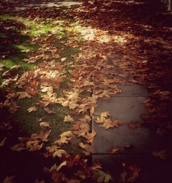 Fallen leaves on ground