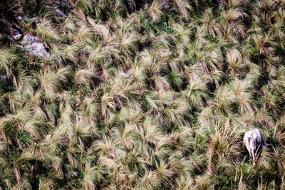 Close-up of plants