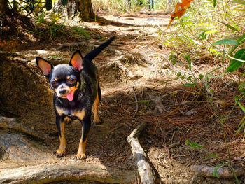 Portrait of a dog