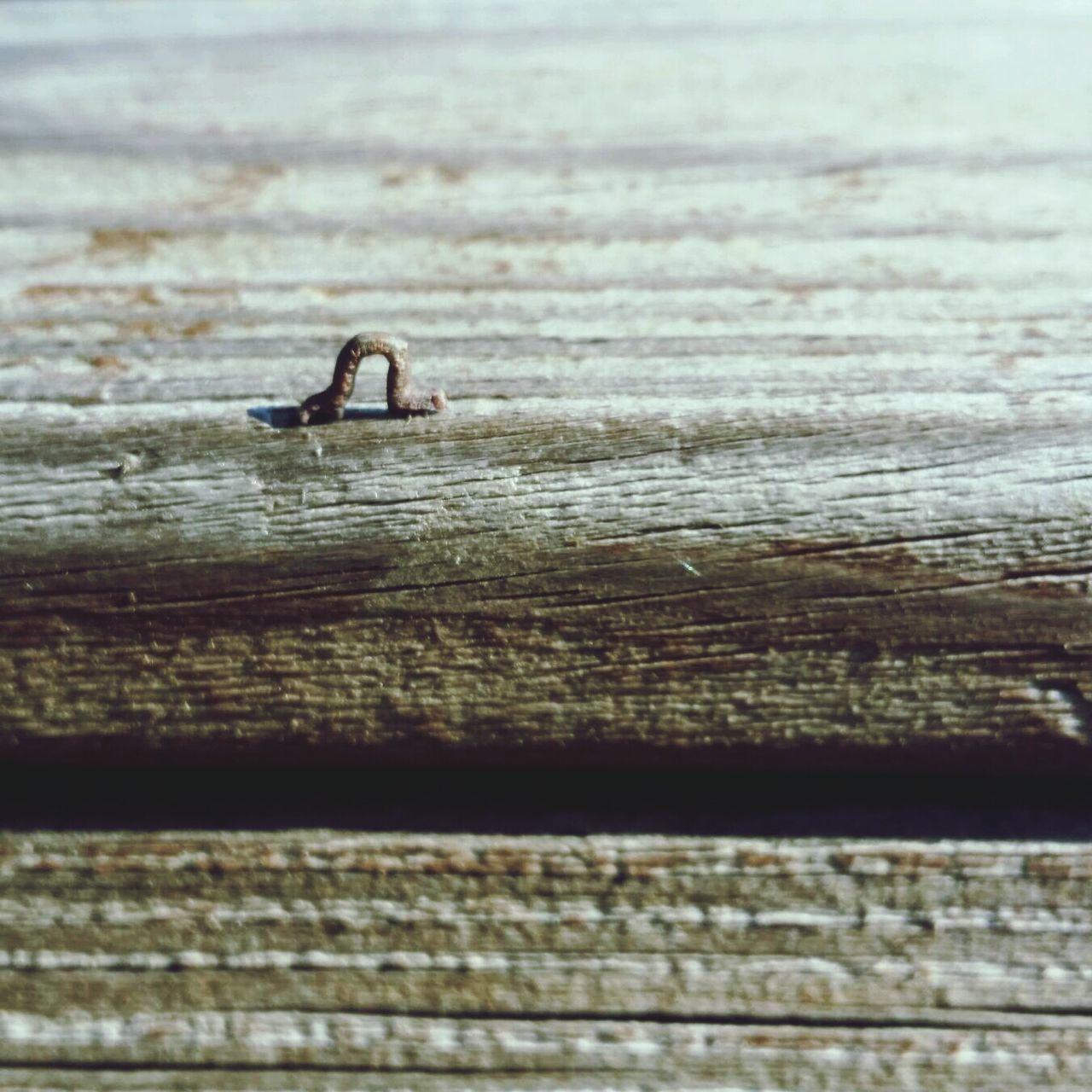 wood - material, wooden, plank, close-up, textured, wood, selective focus, focus on foreground, day, nature, animals in the wild, outdoors, animal themes, water, one animal, wildlife, no people, pattern, boardwalk, weathered