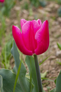 Close-up of pink flower blooming outdoors