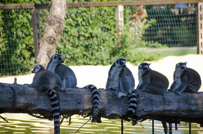 View of birds in zoo