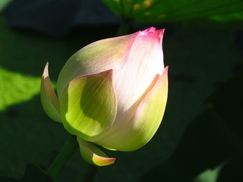 Poems and songs of writers often have chapters praising the lotus