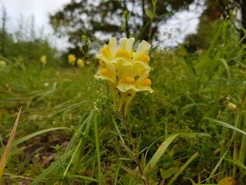 Close-up of yellow flowers blooming on field