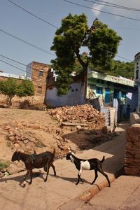 Goats walking amidst houses in village