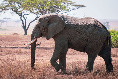 An elephant of the serengeti, tanzania