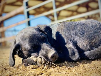 Close-up of a dog sleeping on land