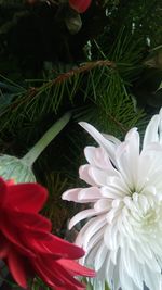 Close-up of white flowering plant