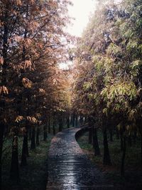 Narrow pathway along trees