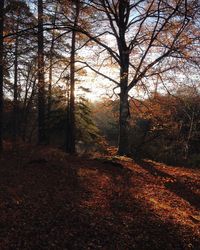 Trees in forest against sky