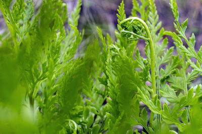 Close-up of fresh green plant in field