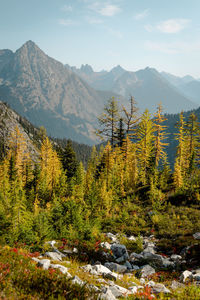 High mountain altitude trees off trail with alpine lake below in north cascades national park