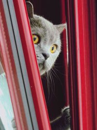 Close-up portrait of cat