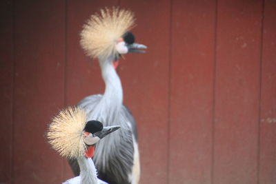 Close-up of two birds against blurred background